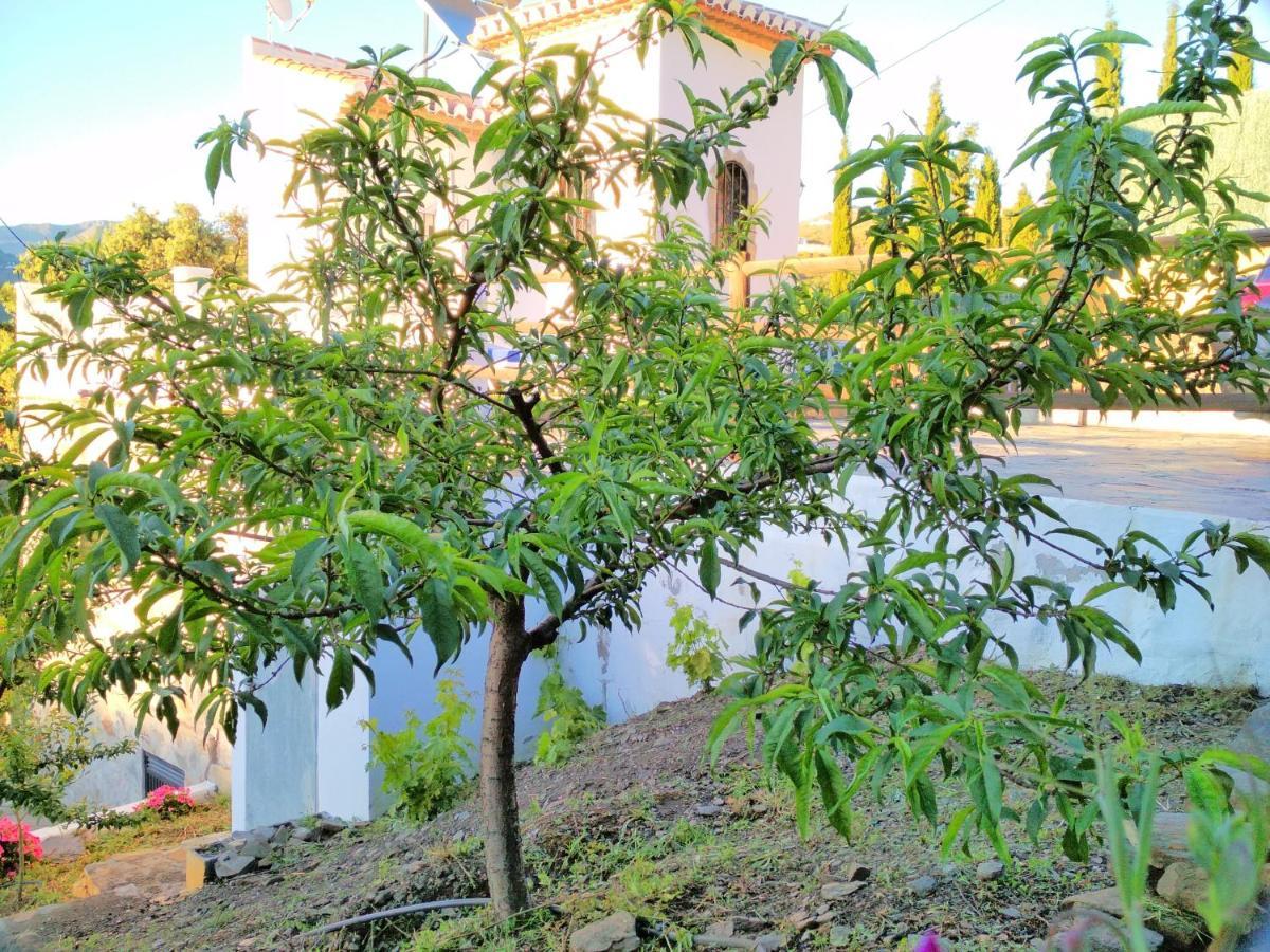 Villa Las Encinas Costa Del Sol トロクス・コスタ エクステリア 写真
